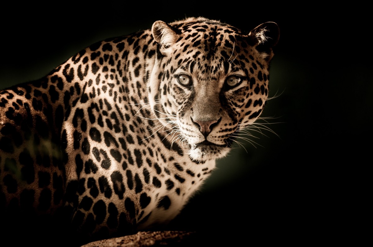leopard-2895448_1920